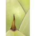 thumbnail image 2 of Flaherty, Dennis 11x14 White Modern Wood Framed Museum Art Print Titled - USA, Southwest Close-up of thorn on agave plant, 2 of 4