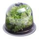 thumbnail image 5 of Campana de ensalada x12 invernadero protector para plantas-Aleko ACTIVE Biensenido a ACTIVE, 5 of 5