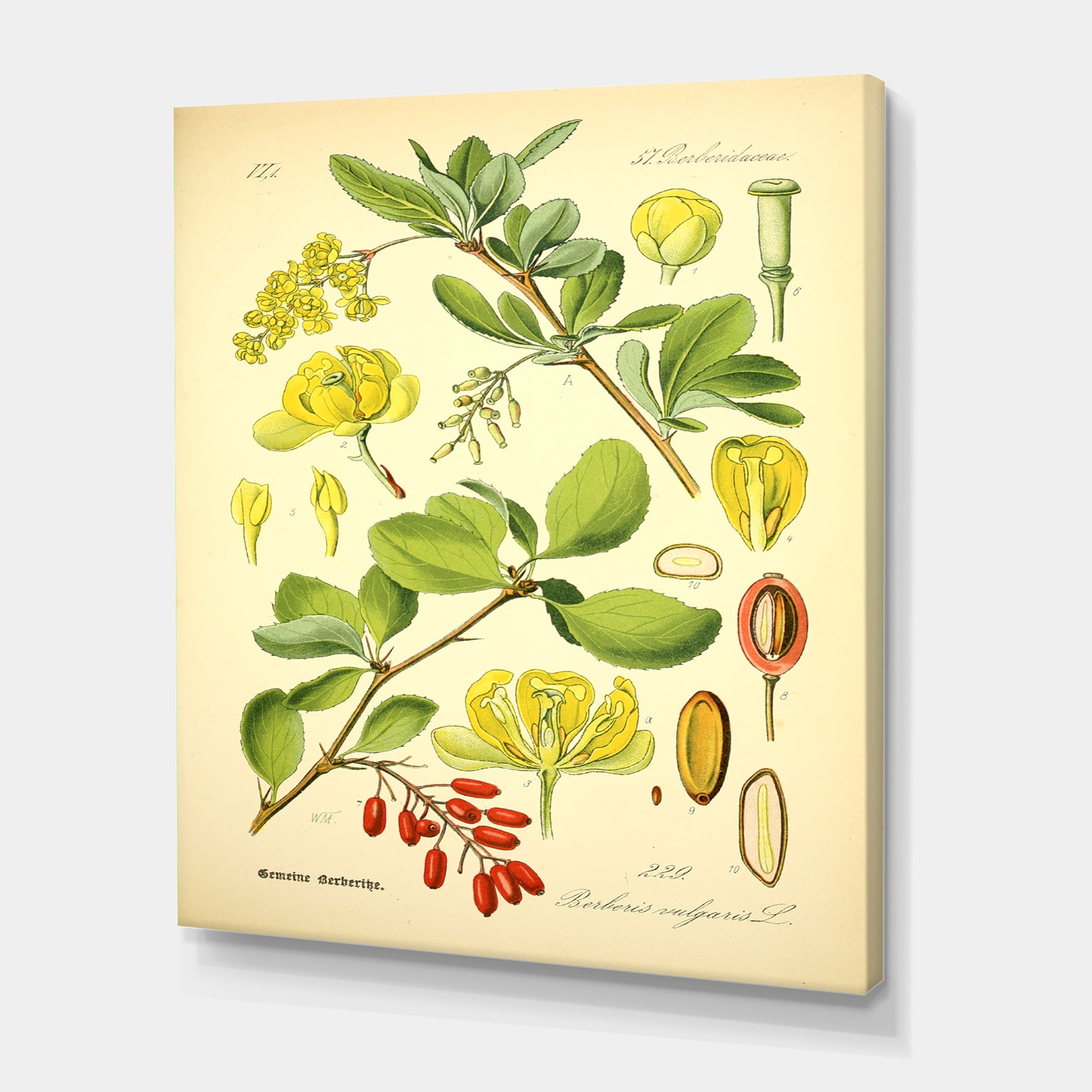 Designart ' Ancient Plant Life II ' Traditional Canvas Wall Art Print
