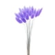 thumbnail image 3 of 2 juegos de de flores secas naturales, hierba de cola , decoración de tallos DIY Soledad hierba de pampa seca, 3 of 4