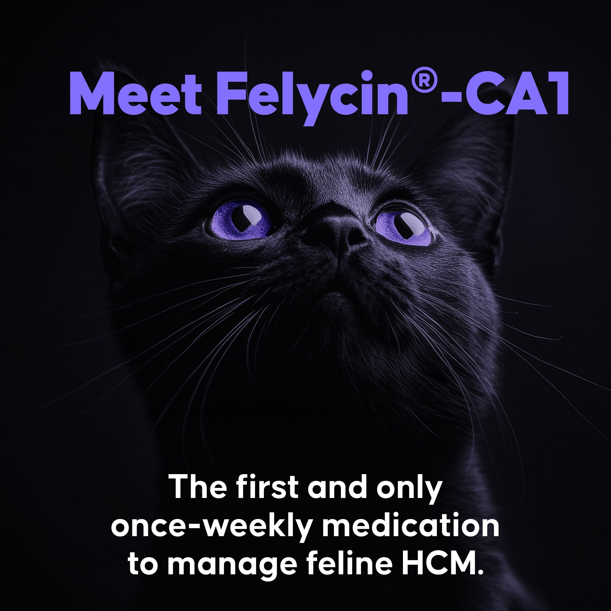 Felycin-CA1 2.4mg