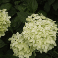 thumbnail image 2 of Dormant Limelight Hydrangea Plant in 2.5-Inch Pot for Garden and Landscape Decor, 2 of 5