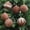 918#Brown, variant on 6 Pcs Flocked Christmas Ball Ornaments 3.15 in, Velvet Tree Baubles Set with Hanging Cord for Holiday Decor