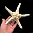 thumbnail image 4 of 3 X-Large Knobby White Starfish 6"+ Beach Cottage Wedding Decor Nautical Crafts, 4 of 4