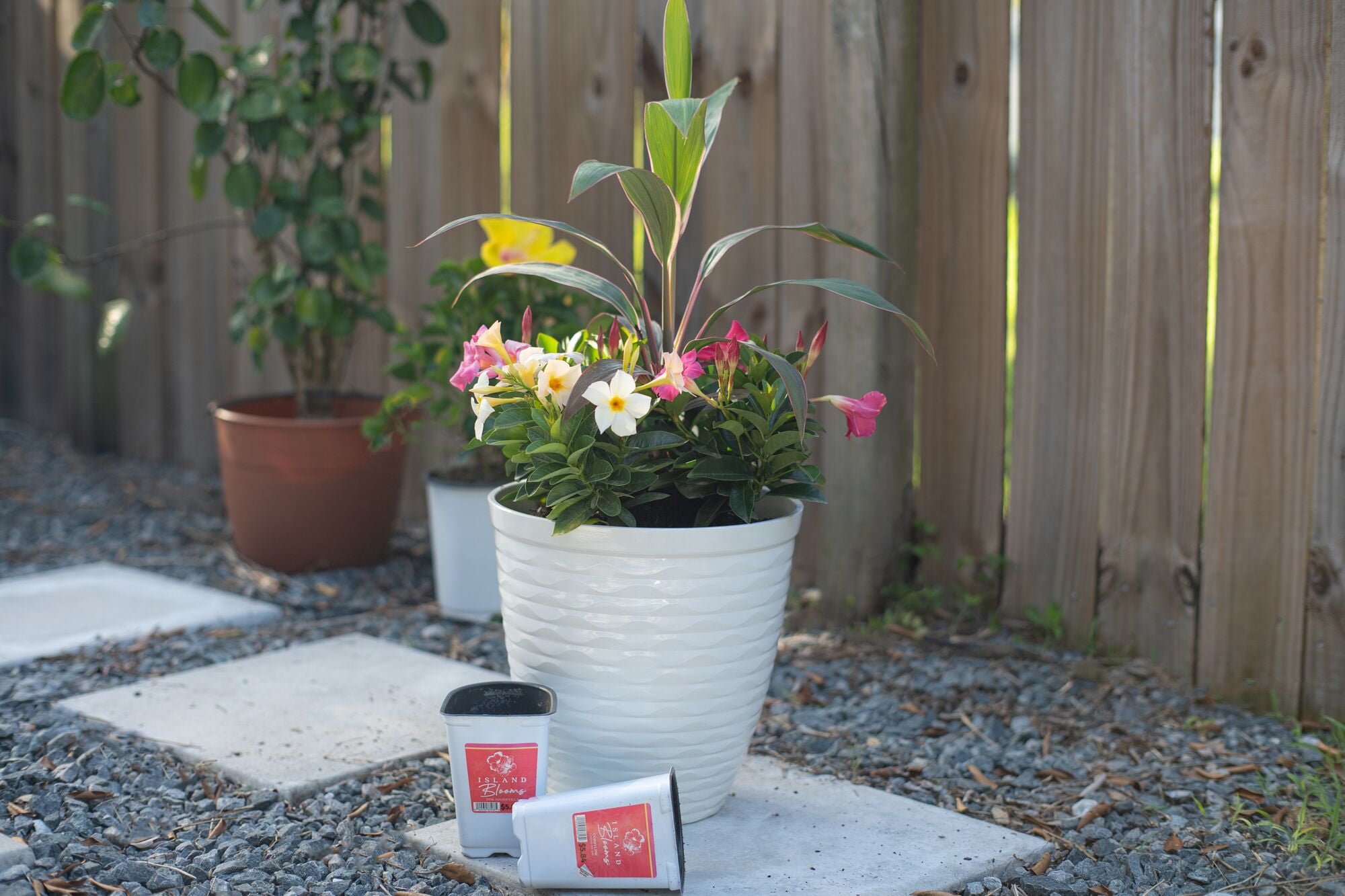 (2 pack) Island Blooms Live Outdoor White Bird Plant in 1.5 Pint Pot – 15 inch Tall, Partial Sun