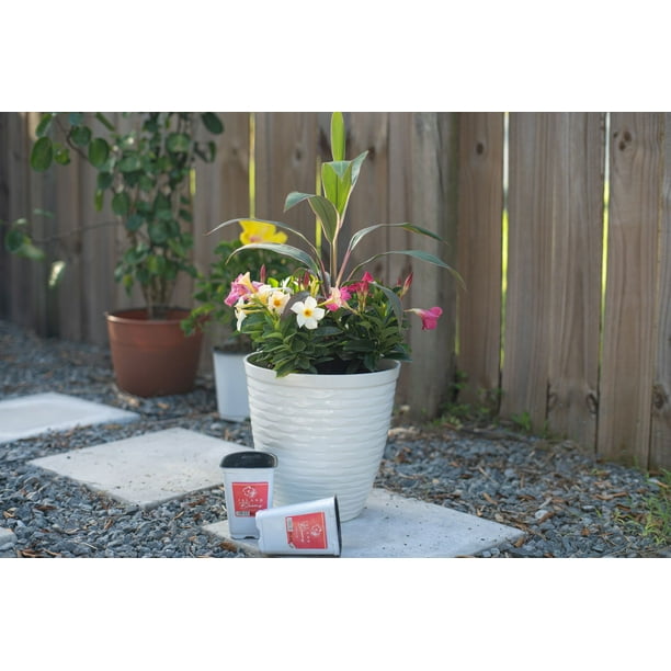 Island Blooms Live Outdoor Dracaena Plant in 1.5 Pint Pot – 16