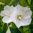thumbnail image 2 of Diana Rose of Sharon Althea Dormant Bare Root Flowering Starter Shrub (1-Pack), 2 of 3