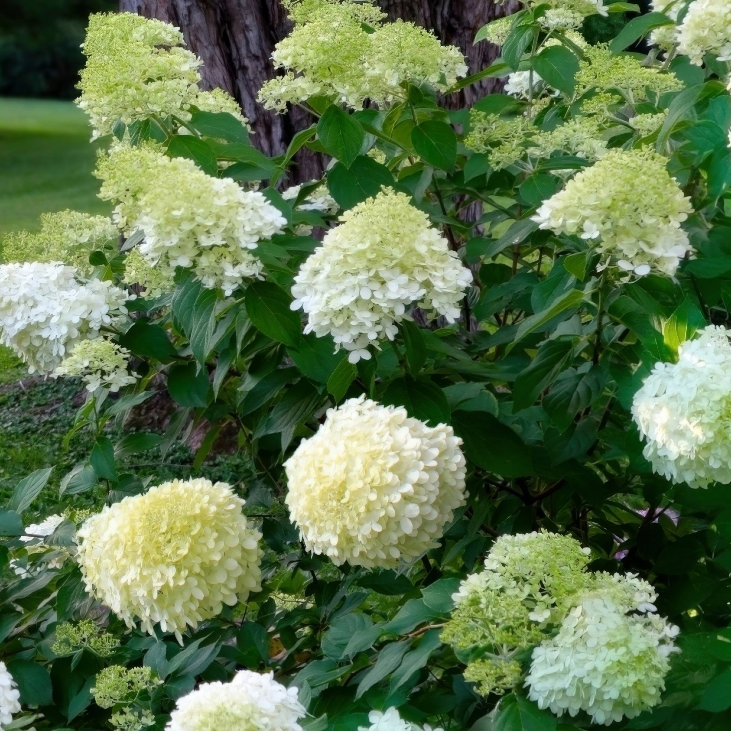 National Plant Network 2 gal Live Tree Hydrangea 'Limelight'