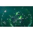 thumbnail image 2 of Souders, Paul 18x13 Gold Ornate Wood Framed with Double Matting Museum Art Print Titled - Alaska-Aerial view of Humpback Whales lunging at surface of Frederick Sound while bubble net feeding, 2 of 4
