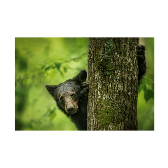 Trademark Fine Art Andrea Haase Liu Hey Im Here Canvas Wall Art