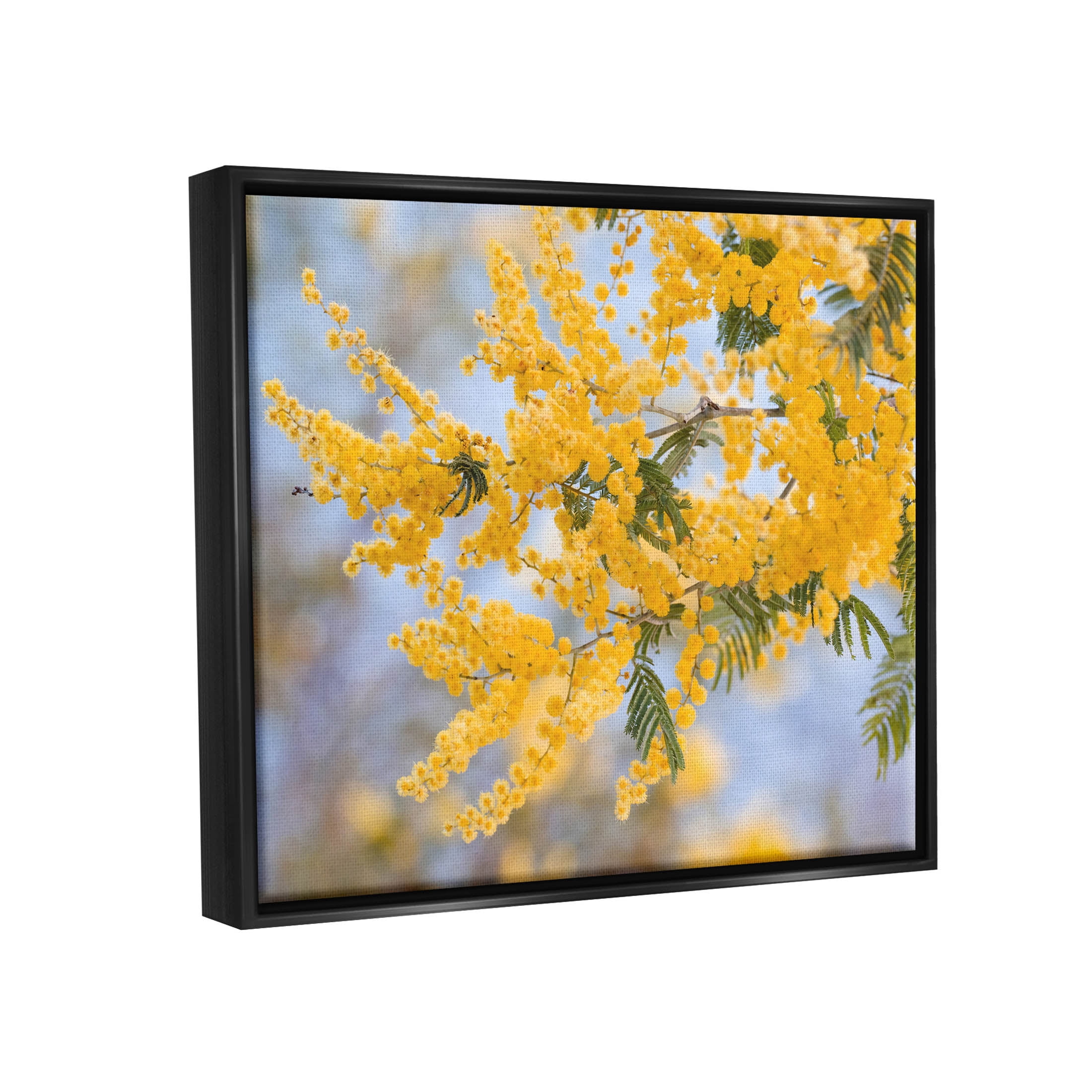 Yellow Mimosa Tree Flowers Nature Botanical & Floral Photograph Jet Black Framed Art Print Wall Art