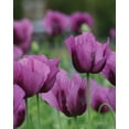 thumbnail image 3 of Burpee Hungarian Blue Poppy, Plant Seeds for Home Garden, 3 of 4