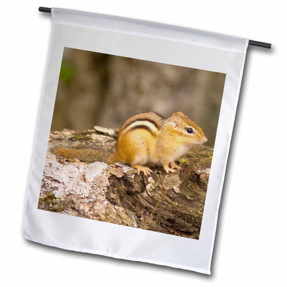 3dRose, New Hampshire, Lincoln, Franconia Notch SP, Chipmunk - US30 CHI0032 - Corey Hilz, 12 x 18 inch Garden Flag