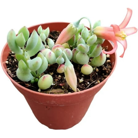 Live Trailing Succulent Plants 4" Pot Cotyledon Pendens