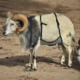 thumbnail image 4 of Goat Anti-Breeding Apron Skirt - Adjustable Livestock Mating Control Skirt for Goats & Sheep, Wear-Resistant Animal Breeding Apron with Secure Straps, Farm Animal Supplies (64X36cm), 4 of 5