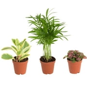 Costa Farms Live Indoor 4in. Tall Assorted Foliage; Indirect Sunlight Plant 2in. Grower Pot, 3-Pack