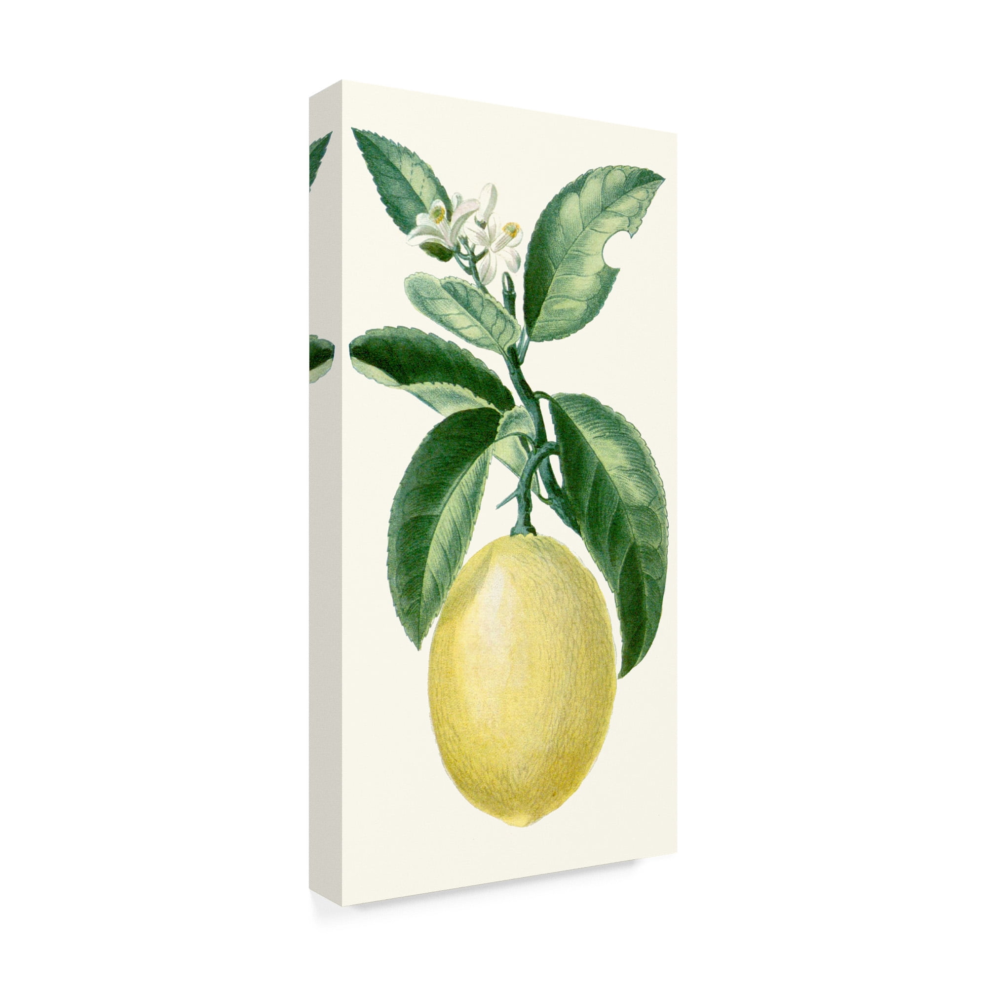 Trademark Fine Art 'Turpin Fruit I' Canvas Art by Turpin