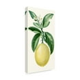 thumbnail image 2 of Trademark Fine Art 'Turpin Fruit I' Canvas Art by Turpin, 2 of 4