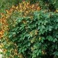 thumbnail image 2 of Outsidepride Mina Lobata - 200 Seeds, 2 of 7