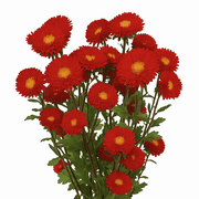 GlobalRose 18 Bunches of Fresh Cut Red Aster Matsumoto Flowers - Fresh Flowers For Birthdays, Weddings or Anniversary.