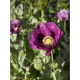 thumbnail image 4 of Burpee Hungarian Blue Poppy, Plant Seeds for Home Garden, 4 of 4