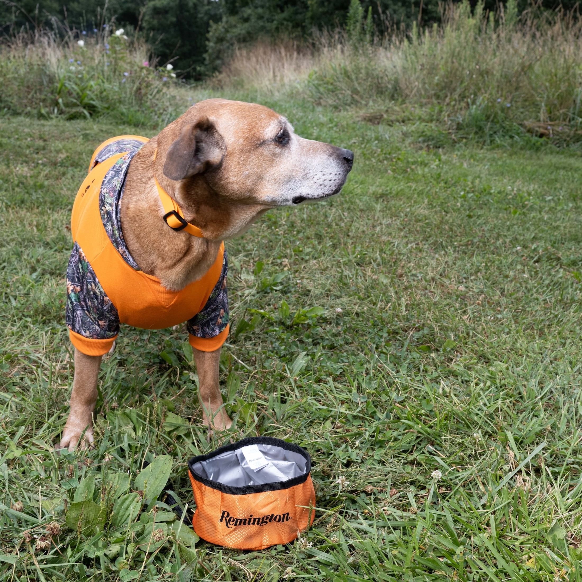 Remington Packable Travel Dog Bowl, Orange