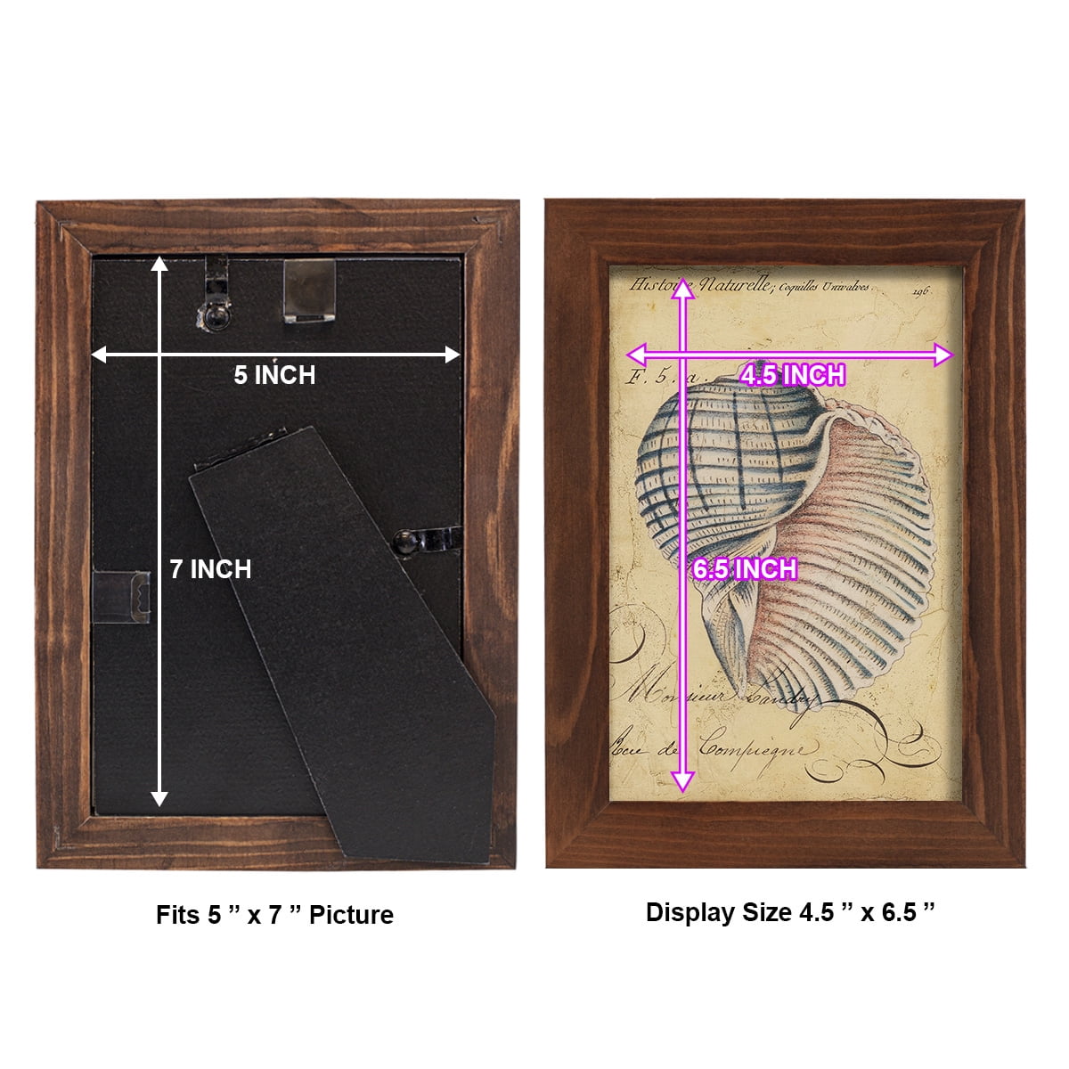 Seashell Ephemera V - Framed Print w/glass - Chestnut