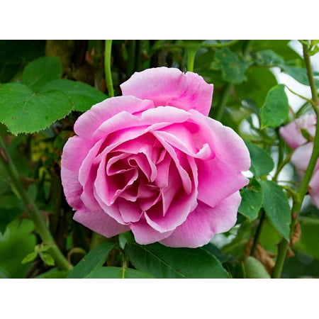 Climbing Roses Shade LAMINATED POSTER Caroline Testout Climbing Rose Rose Flowers Mme Poster Print 24 x 36 ()