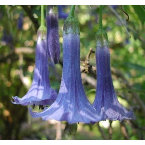 10 Blue Angel Trumpet Seeds Tropical Flowers Flower Fragrant Small Shrub 294