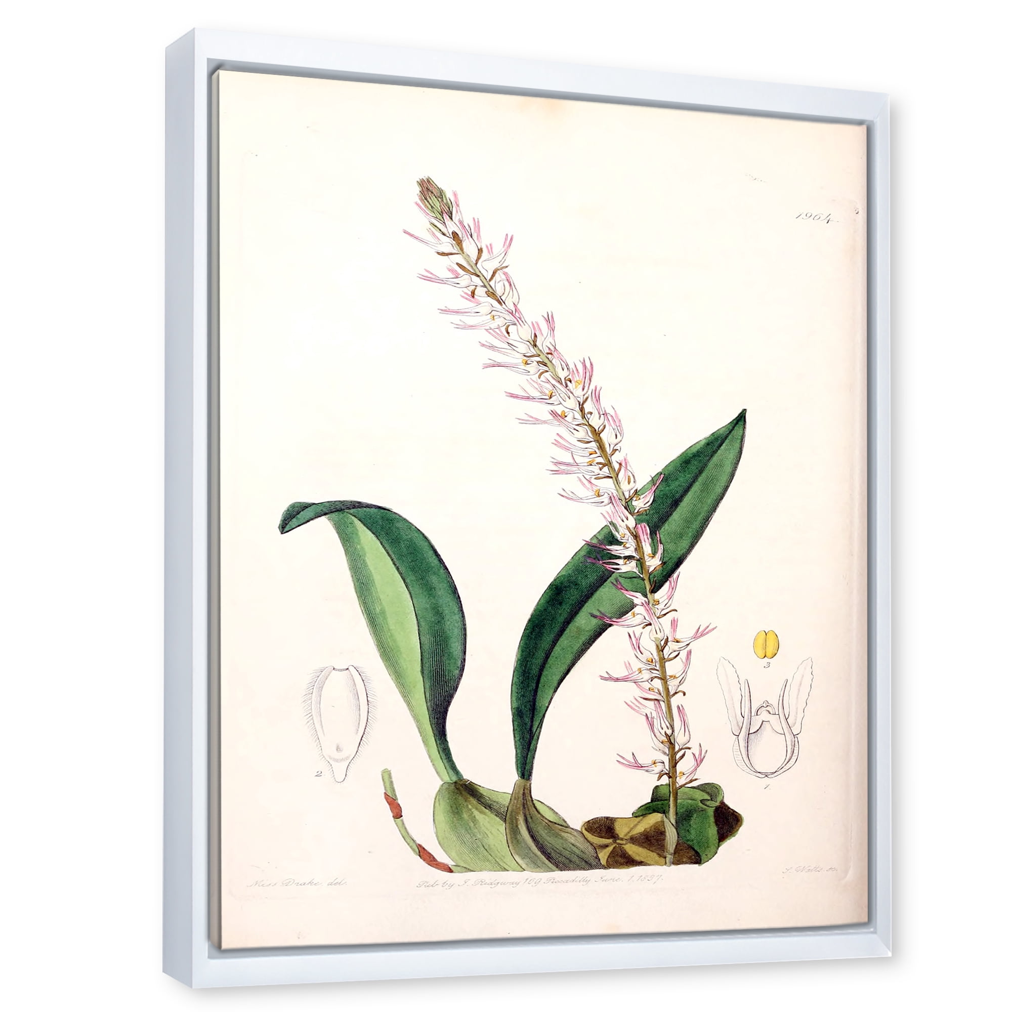 Designart 'Ancient London Plants V' Traditional Framed Canvas Wall Art Print