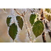 Peel-n-Stick Poster of Frost Leaves Iced Ice Winter Nature Cold Frozen Poster 24x16 Adhesive Sticker Poster Print