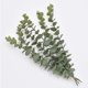 thumbnail image 3 of 10 Uds de tallos artificiales Bearachild hojas de eucalipto plantas Decoración Verde Gris, 3 of 6