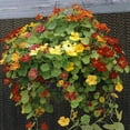 thumbnail image 5 of Nasturtium Seed - Jewel Mix Flower Seeds - 1 LB, 5 of 5