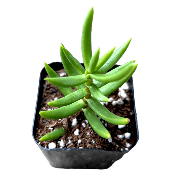 Crassula Tetragona 'Miniature Pine Tree' Succulent Live Plant 2 Inch for Indoor Outdoor Home Office Garden Decor