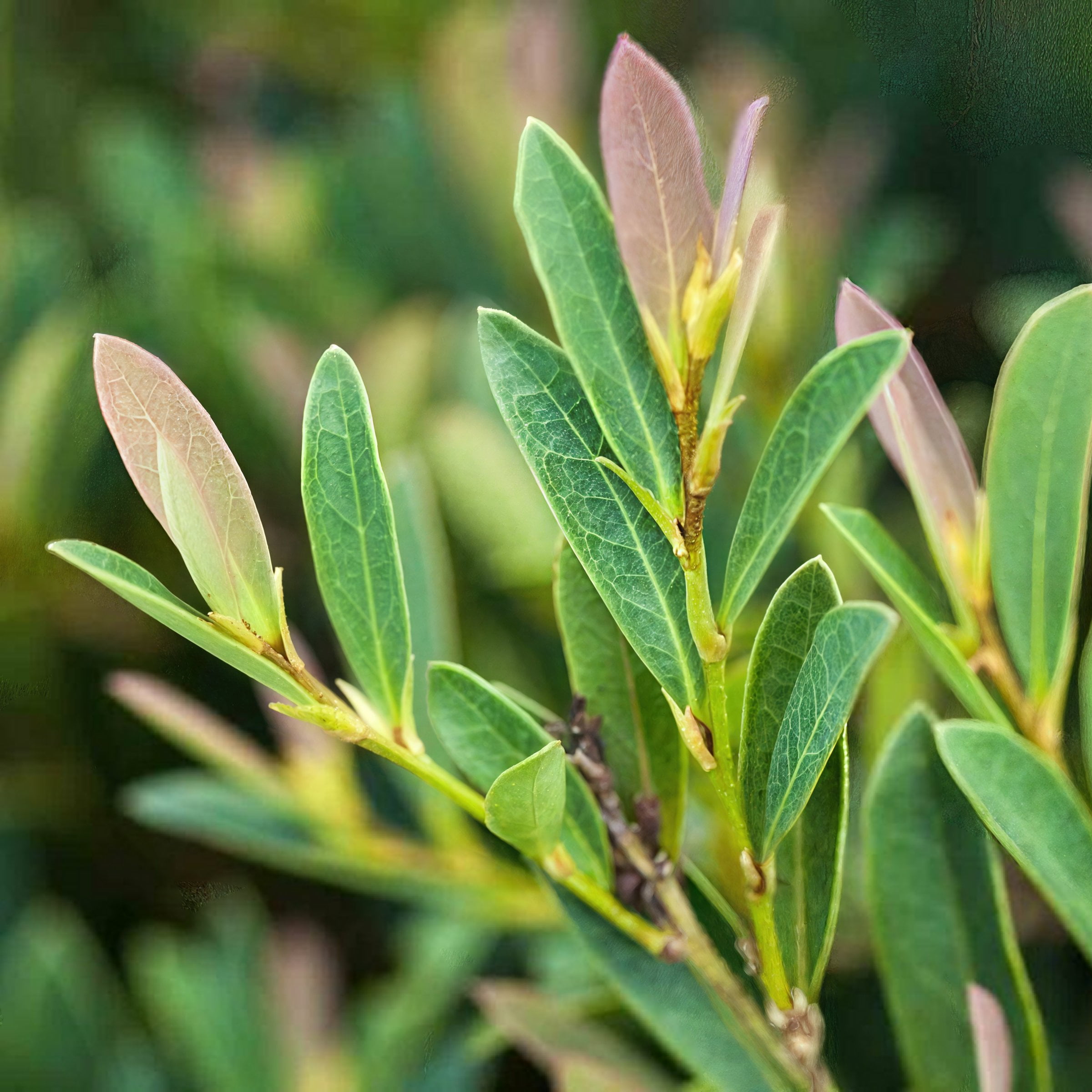3 gal. Distylium Cinnamon Girl Shrub