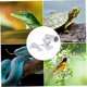 thumbnail image 5 of Tortoise Lamp, Reptile Heat Lamp 360 Degree Rotating Telescopic Heater with Clamp Power Cable (No Bulb) Longziming, 5 of 5