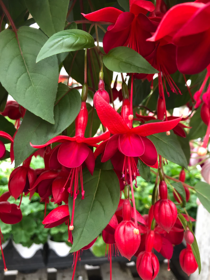 Fuchsia Marinka Plant Live in 4-6 Inc Tall, Hanging Basket Flower, Hardy Red Fuchsia Vine for Shade Gardens, USDA Zones 8-11