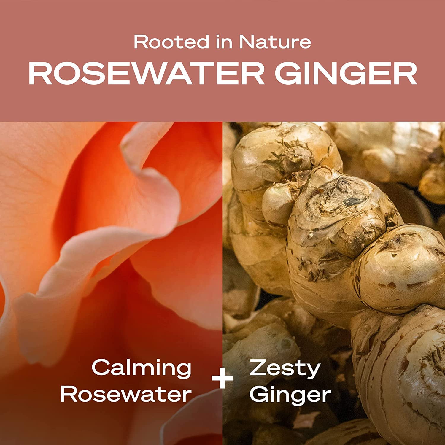 Hey Humans Body Wash Rosewater Ginger, 14 oz (3-Pack)