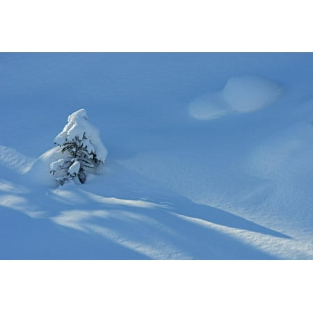 Canada, British Columbia, Kootenay National Park. Coniferous tree sapling in snow. Print Wall Art By Jaynes