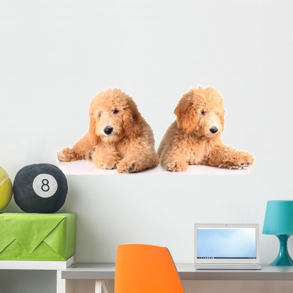 Golden Doodle Puppies Wall Decal by Wallmonkeys Peel and Stick Graphic (36 in W x 17 in H) WM189096