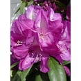 thumbnail image 4 of Minnetonka Rhododendron, 4 of 5