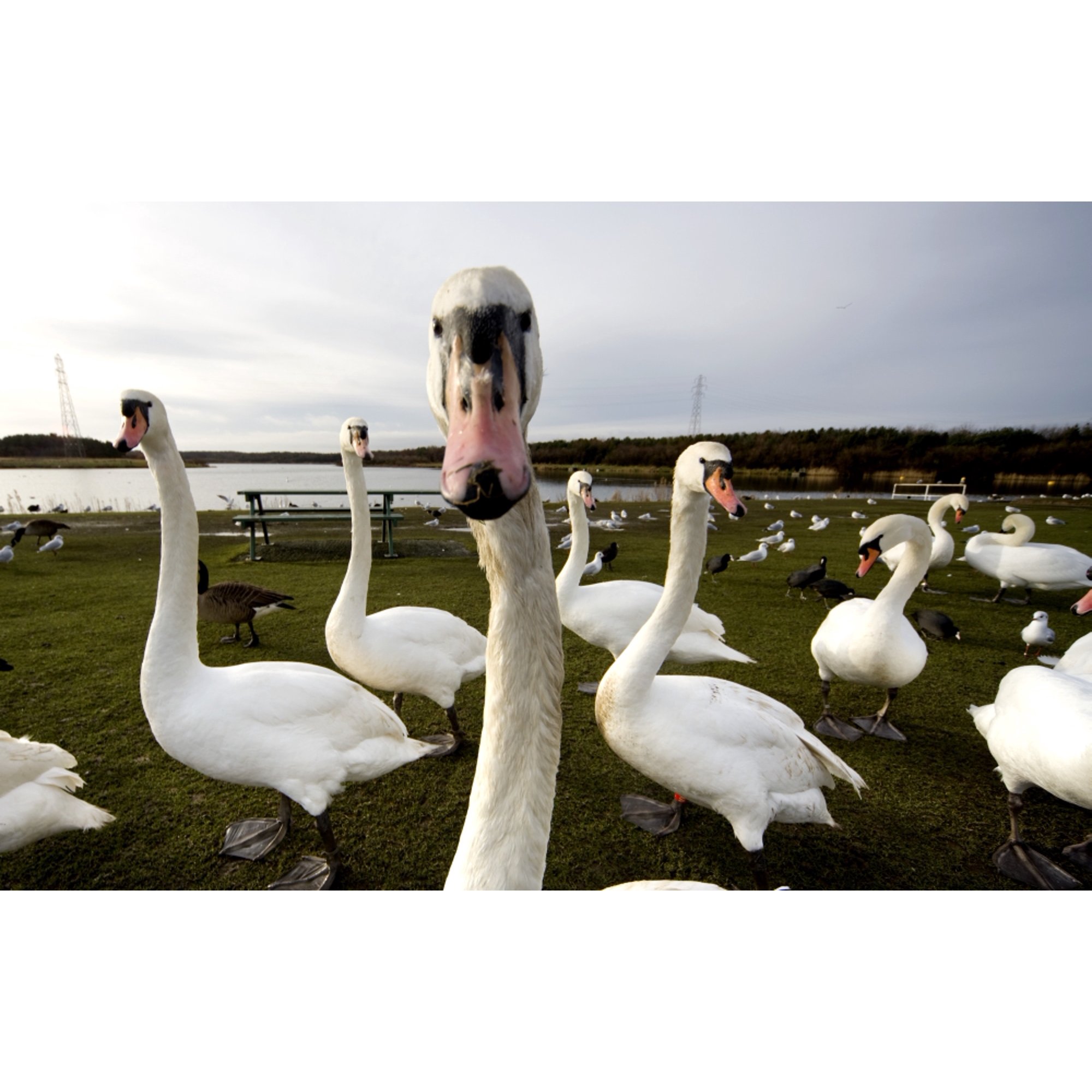 Large Flock Of Swan On Land Canvas Art - John Short Design Pics (19 x 11)