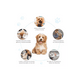 thumbnail image 3 of Juguetes Para Perro De 10 Piezas - Juguete Para Masticar, 3 of 4