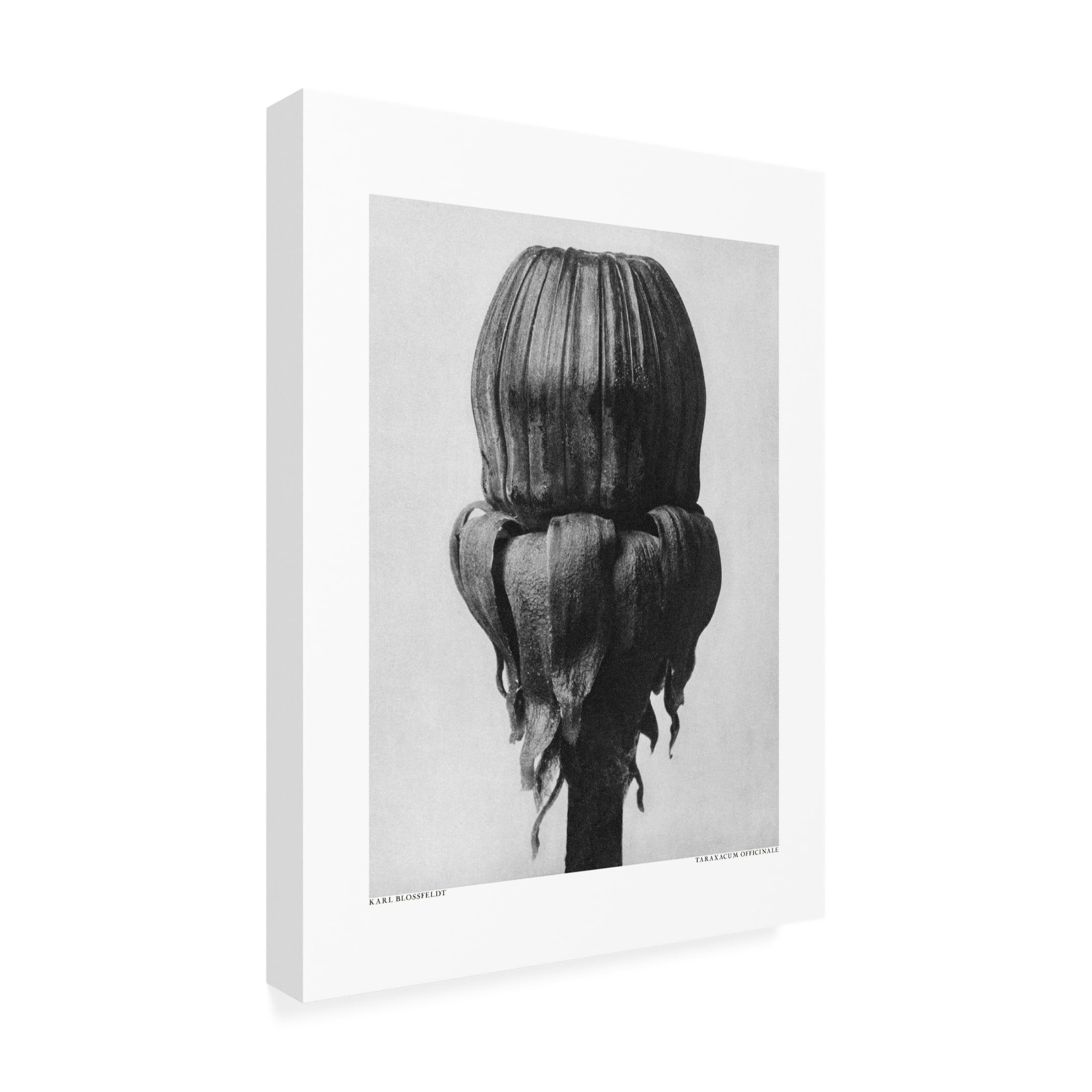 Trademark Fine Art Pictufy  Taraxacum Officinale Canvas Wall Art