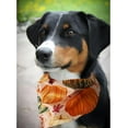 thumbnail image 5 of Cute Fall Dog Bandanas 2 Pack, Autumn Hello Fall Hey Pumpkin Maple Leaves Dog Scarf, Thanksgiving Handkerchief Scarves Gifts for Puppy Large Dogs, 5 of 6