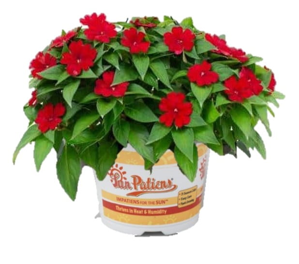 SunPatiens 2.5QT Impatiens Red Live Plant