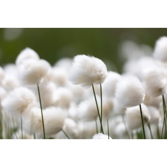 25 TAWNY COTTONGRASS Flower Seeds Eriophorum Virginicum Hare's Tail Cotton Grass Seeds