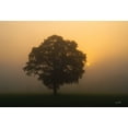 thumbnail image 2 of Podt, Martin 14x11 White Modern Wood Framed Museum Art Print Titled - Solitary Oak, 2 of 4