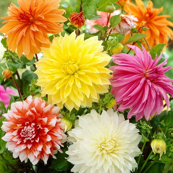 Dinnerplate Dahlia Flower Bulbs Super Mix - 3 Tubers per Pack - HUGE Blooms up to 10" WIDE - Deer Resistant - Good as Cut Flowers - Grows Well In Containers - Easy to Grow Live Plants Garden