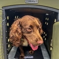 thumbnail image 4 of Dakota 283 G3 Medium Easy to Clean Dog Kennel w/ Handle & Latching Door, Olive, 4 of 12